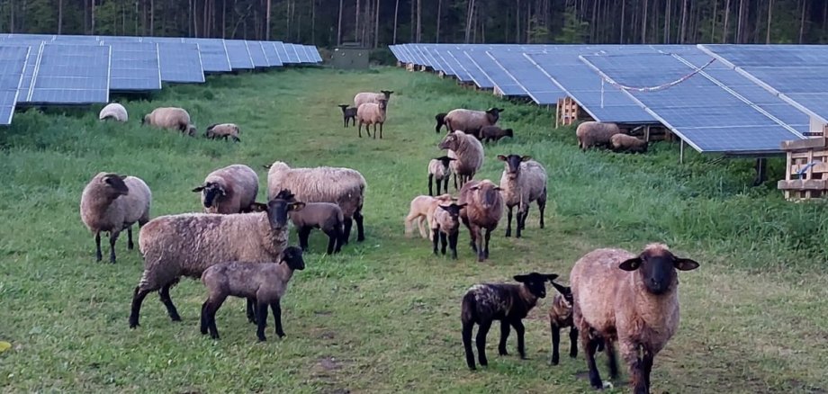 Schafe auf einer Weide/Solarpark Westheim(Pfalz)