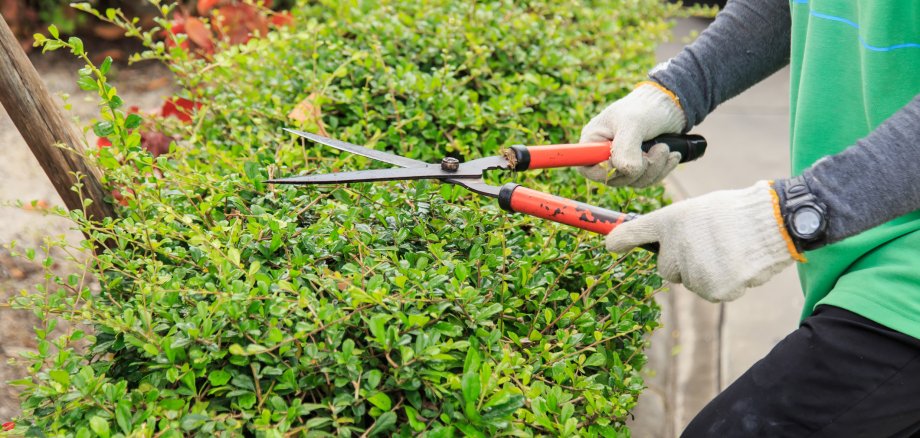 Pruning bushes in the garden.