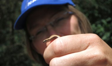 Blindschleiche in Hand